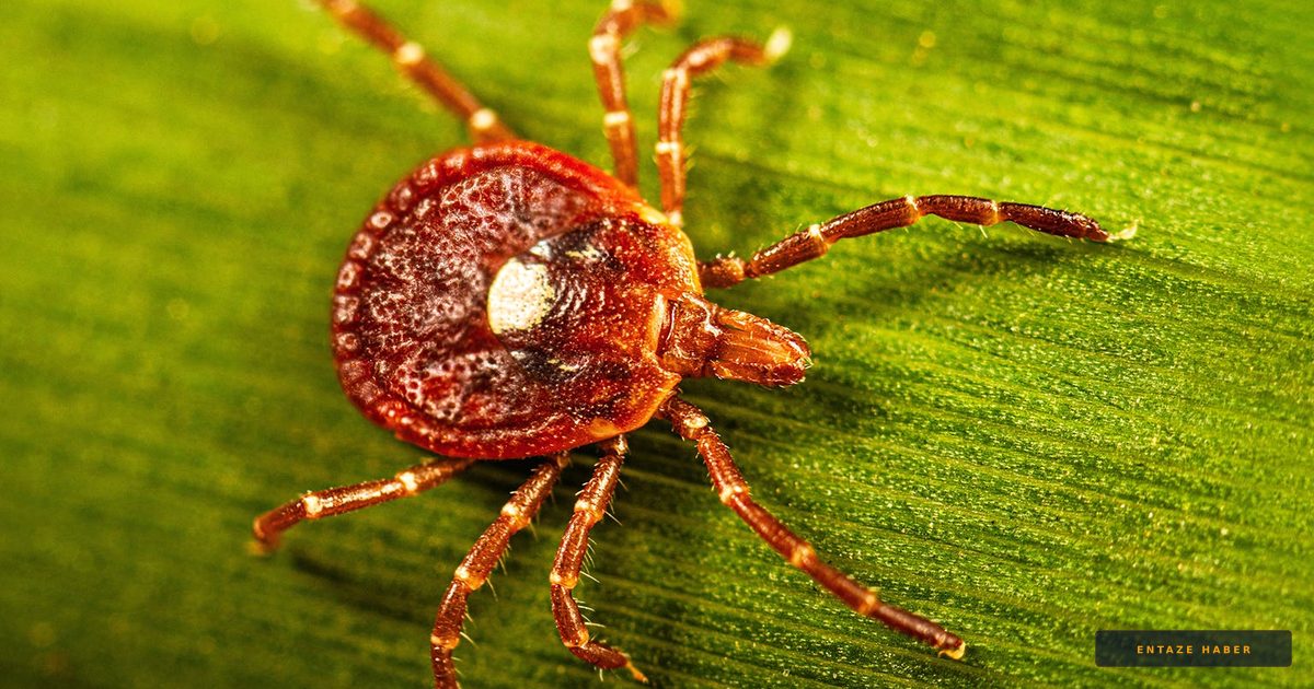 Alpha-Gal Syndrome: The Hidden Meat Allergy Spreading Across the U.S.